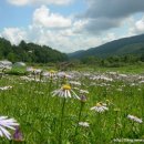 들국화 펜션 이미지
