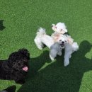 다우리유치원 | 창원애견유치원 멍데이, 강아지호텔 맡기고 온 후기