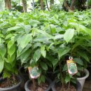 그라비올라 효능 및 재배방법 이미지