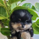 드림독 강아지분양 안심분양센터 인천점 이미지