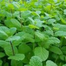 애플민트 이미지