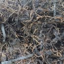 냉이와깻잎 이미지