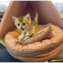 행복한강아지 이미지