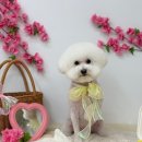 멍멍이 미용실 이미지