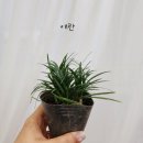 블라썸플라워