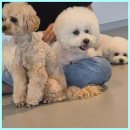 개린이보호구역 | 화성애견카페 마치 강아지 천국, 개린이보호구역! 우리 아이의 2번째 집 같아요.