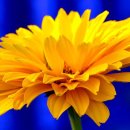 노래 부르는 영어 이미지