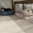 덴탈라이프 네이버블로그