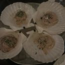 펄쉘(Pearl Shell)