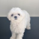 한일애견미용실 이미지