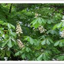 마로니에 이미지