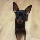 카카오독 이미지