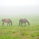 튼튼목장 이미지