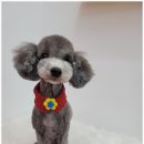 오도DOG 펫살롱 이미지