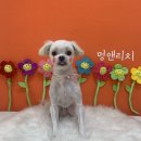 멍앤리치 이미지