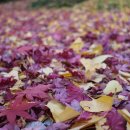 헤일로92 이미지