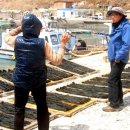 동거차도 구상 페페라이트 | 어장터가 좋아 전국 최고의 멸치잡이 섬 동거차도(東巨次島)