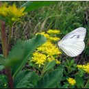 꽃그리고 이미지