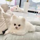 오마이펫 이미지