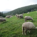 양떼목장 이미지