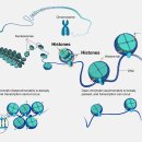히스톤(HisTone) 이미지