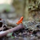 용인대 드림합기도 이미지