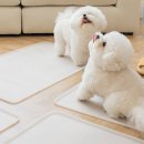 퍼펙트 하우스 이미지