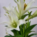 꽃으로 힐링 ** 이미지