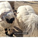 보어염소천국 이미지