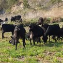 늘푸른 흑염소 가든 이미지