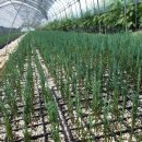 오성농원 이미지