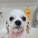 메리몽 펫 그루밍 이미지