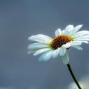 더블 제이 복싱 클럽 이미지