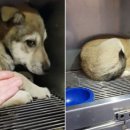 봉평동사무소 이미지