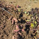 비봉농장 이미지