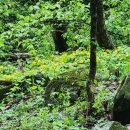 곰배령 꽃길 이미지