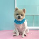 몽언니애견미용실 이미지