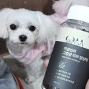 반려 | 강아지피부영양제 추천 수의사가 만든 1만원대 마음반려 고함량 후기