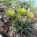 금송농장 이미지