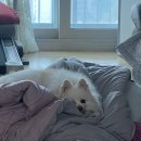 우리들약국 | 욕망의 망고 요거트 11월