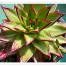 오렌지정원 이미지