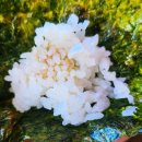 살아생전꼭먹어봐야하는은성식당 이미지