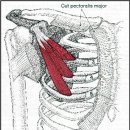 V-3 소흉근 (Pectoralis Minor Muscle) 이미지