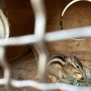 석화꽃무지 풀무지 유치원 이미지