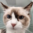 압구정웰동물병원 | 압구정동물의료센터 건강검진 후기