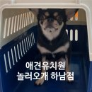 놀러오개 애견유치원 애견호텔 안양점 | [하남애견유치원추천] 애견유치원 어디로 보낼까? 고민이라면 놀러오개 추천해요.