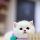 핑크젤리캐터리 이미지