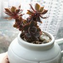 단지집 Daum카페