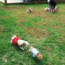 그랑샤리오 이미지