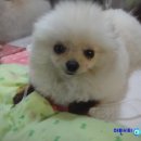 미소동물치과병원 이미지